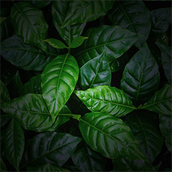 ブライトティー・カンパニー 緑茶 – ラバッツァ マイフラビア